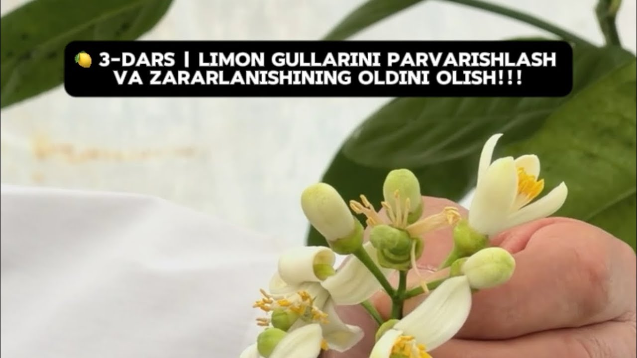 🍋 3-DARS | Limon gullarini parvarishlash va zararlanishining oldini olish!!!