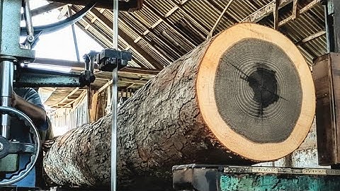 Incredible! An unexpected incident occurred while sawing a large jackfruit tree