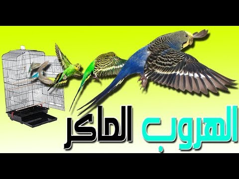 فيديو: كيف تستعيد مكافآتك