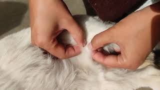 Flea removal part 2
