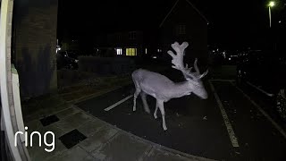 When Stags and Deer Drop in Unannounced! | RingTV