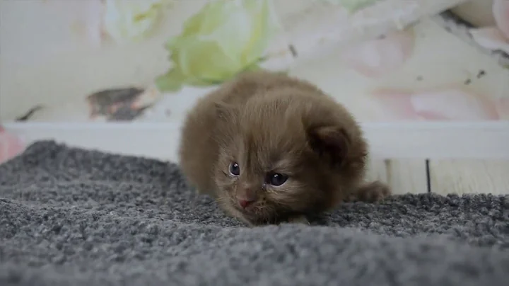 Video 804721: american curl kittens, american girl, kitten chocolate