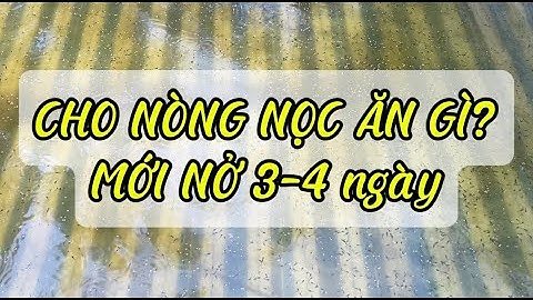 Nòng nọc ếch ăn gì, cách nuôi nòng nọc ếch giai đoạn 3 - 4 ngày tuổi | Ếch giống