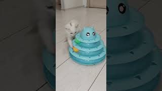 Повторяю за котом 24 часа челлендж #shorts