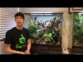 36 x 18 x 36 Exo Terra Bioactive Terrarium build for Chinese Gliding Frogs