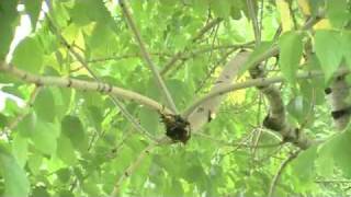proper pruning cuts 2