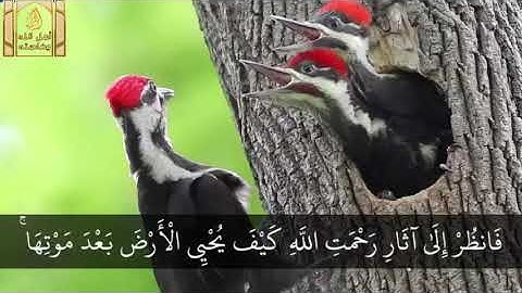 فَانظُرْ إِلَىٰ آثَارِ رَحْمَتِ اللَّهِ / أسطورية المنشاوي رحمه الله ماتيسر من سورة الروم