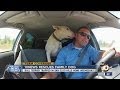 10News reporter Joe Little helps reunite dog with owner