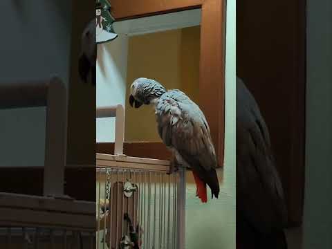 My Whistling And Barking Parrot [Congo African Grey]