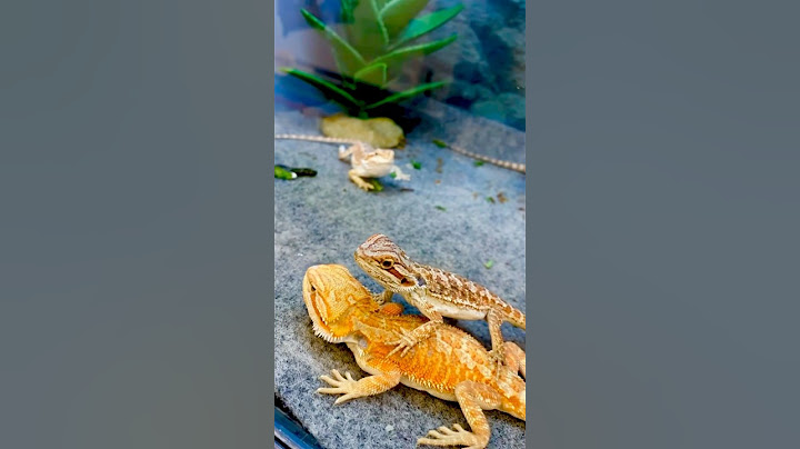 The Waving Pogona-Bearded Dragons #shorts