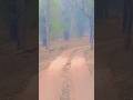 leopard  jungle road crossing 🐆 Bandhavgarh tiger woods #tiger #bandhavgarh #wildlife #shorts