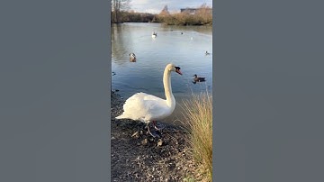 Beautiful Swan   #swan #relaxing #video #youtube #shorts