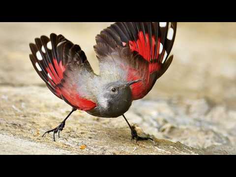 طيور التبت 15 نوع ا غامض ا لن تصدق وجودها بالفعل 