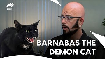 These Daring Cats Face Off with Jackson Galaxy | My Cat From Hell S5 E12 | Animal Planet