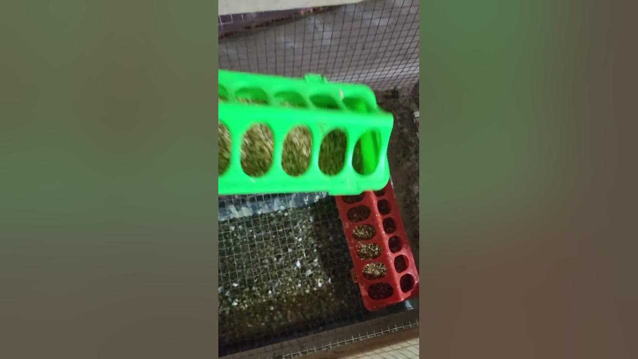 Feeding mealworms to quail. YouTube