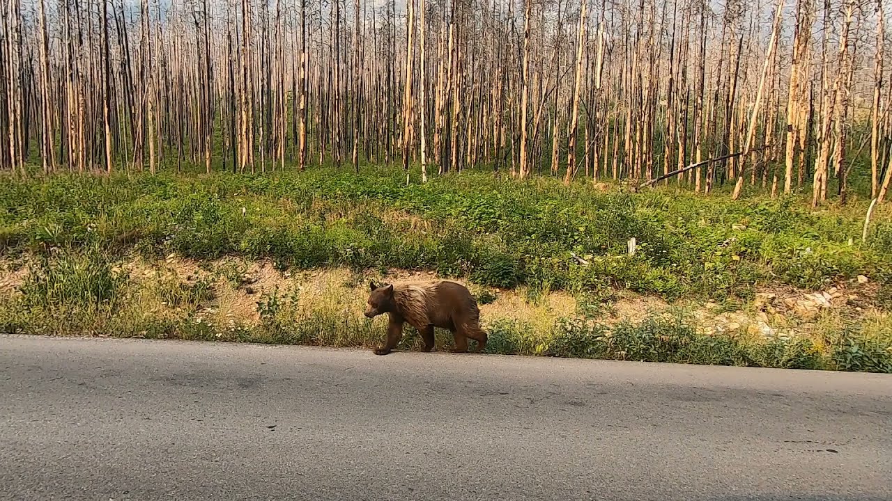 August 15 2021 Brown Bear Encounter At Waterton National Park YouTube august-15-2021-brown-bear-encounter-at-waterton-national-park-youtube