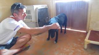 Desensitization And Counter Conditioning Putting On A Collar