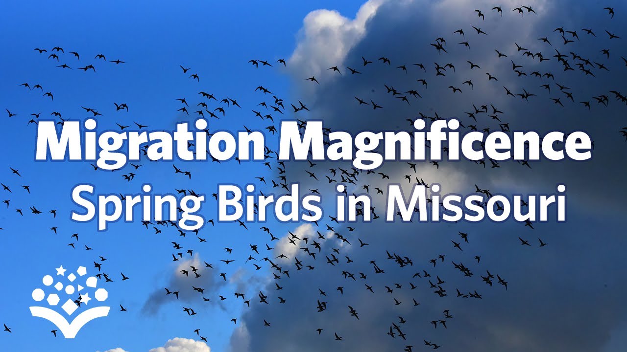 Migration Magnificence - Spring Birds in Missouri