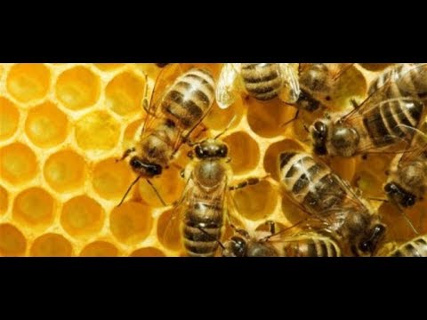 Η μέλισσα και το περιβάλλον