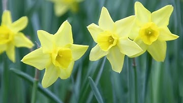 I Wandered Lonely as a Cloud (William Wordsworth) - Poetry reading with music and imagery