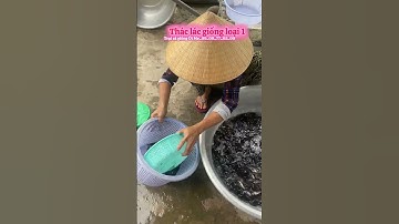 Cá thác lác giống, cá nàng hai giống, cá thác lác cườm #cá_giống #trại_cá_giống_út_me 0909770509