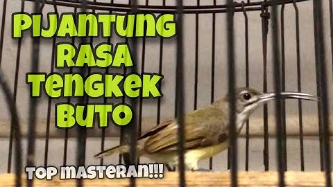 Top Masteran!! Pijantung Pisang Rasa Tengkek Buto Suara Jernih, Pasti Langsung Masuk | Kicau Tembak
