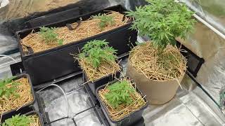 Tray2Grow Episode Three