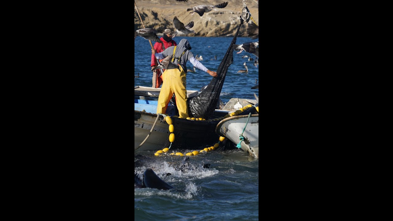 Feeding Frenzy!! Sea Lions and Sea Birds go nuts over Sardines. Fishing Baja Mexico  #shorts