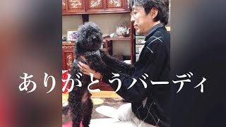 実家で16年間幸せをくれたトイプードルとお別れです