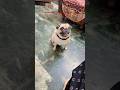 Tuje dekte hi mera chehra mera khil jata hai ❤️🥰🫰🏻 #shorts #trending #pug #love #cute #puglife 🫠