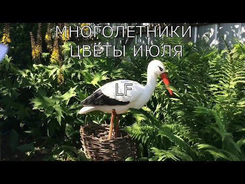 Садовые цветы июля. Многолетники. Видео обзор. 14 растений в моём саду.