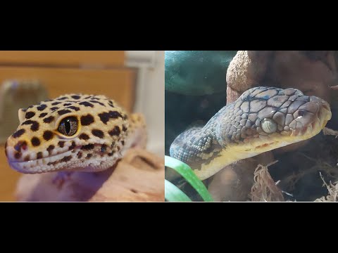 I got two reptiles while I was away from Youtube.