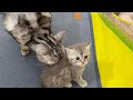 赤ちゃん子猫『カメラ目線のお銀』とあい様、初ご対面💓