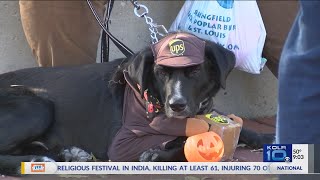 Information 11th Annual Pets and Pumpkins Event Held Guide