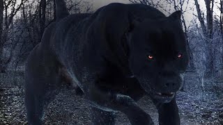 The Most Dangerous Dog Breeds 2020 by Dog Lore 467 views 3 years ago 13 minutes, 22 seconds
