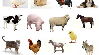 Láminas para trabajar el vocabulario campo semántico animales