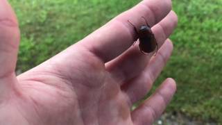 Fly away Mr. June bug!