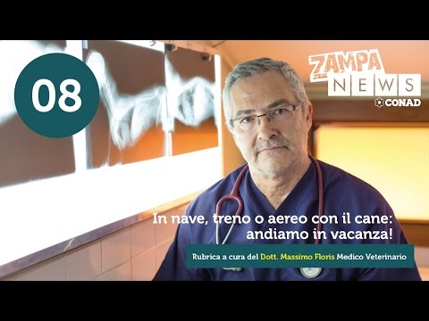 In nave, treno o aereo con il cane: andiamo in vacanza.