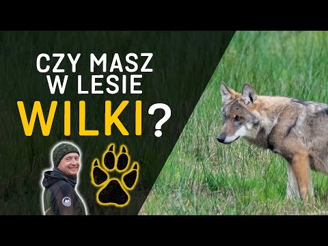 Wideo: Dlaczego wilki z Montany potrzebują naszej pomocy