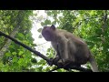 Wildlife monkeys in Amber and Mohanokor troop living around Baphuon Temple WA677