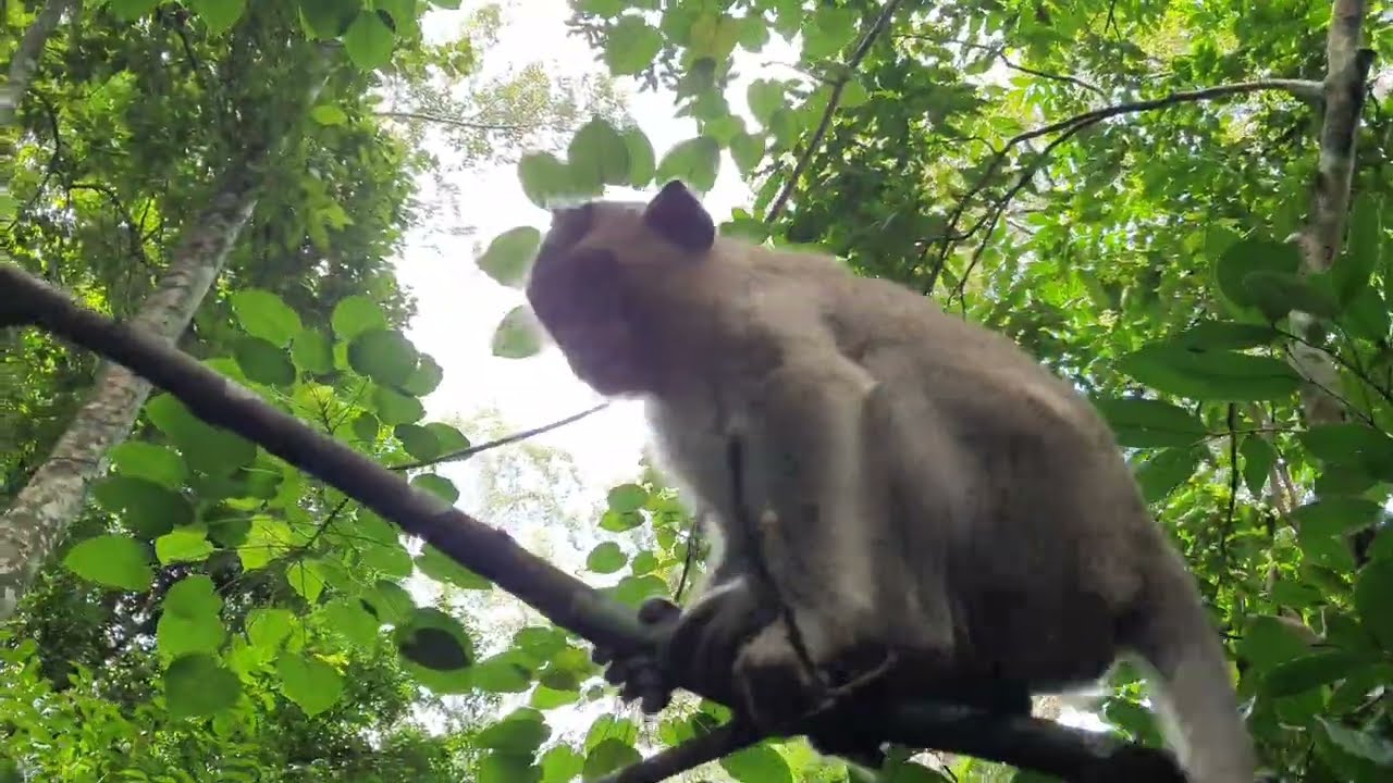 Wildlife monkeys in Amber and Mohanokor troop living around Baphuon Temple WA677