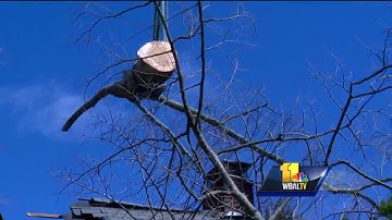 Video: Crews remove tree that fell into house