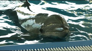 Дельфины Москвариума