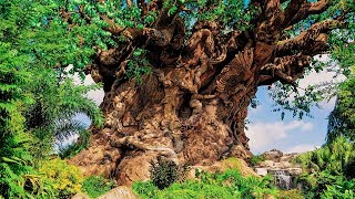 Animal Kingdom | Tree of Life | BGM Loop