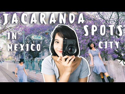 Jacaranda Season in Mexico - Things to Do, Where to See Jacaranda, and More