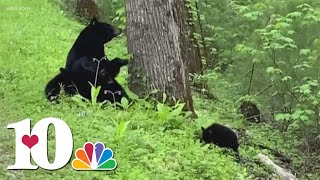 Gatlinburg officials urge safety after several bear sightings