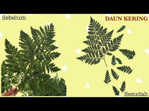 CARA MENGERINGKAN DAUN DALAM HITUNGAN MENIT !! IDE UNTUK BISNIS BUNGA / DAUN KERING