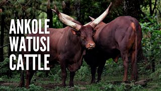 Ankole Watusi Cows: Everything You Should Know