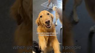 At Dogtopia daycare, the pups adore our coaches! 🐾💛  #dogdaycare #goldenretreiver #shorts #dogs