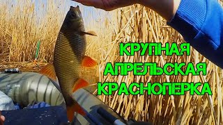 видео: Крупная красноперка в камыше I Отличная рыбалка перед пасхой картинка: Крупная красноперка в камыше I Отличная рыбалка перед пасхой